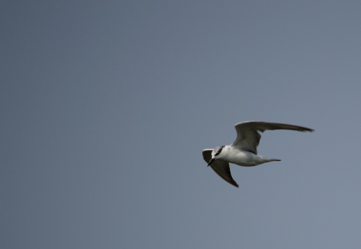 Gull-billed Tern - Janardhan Uppada