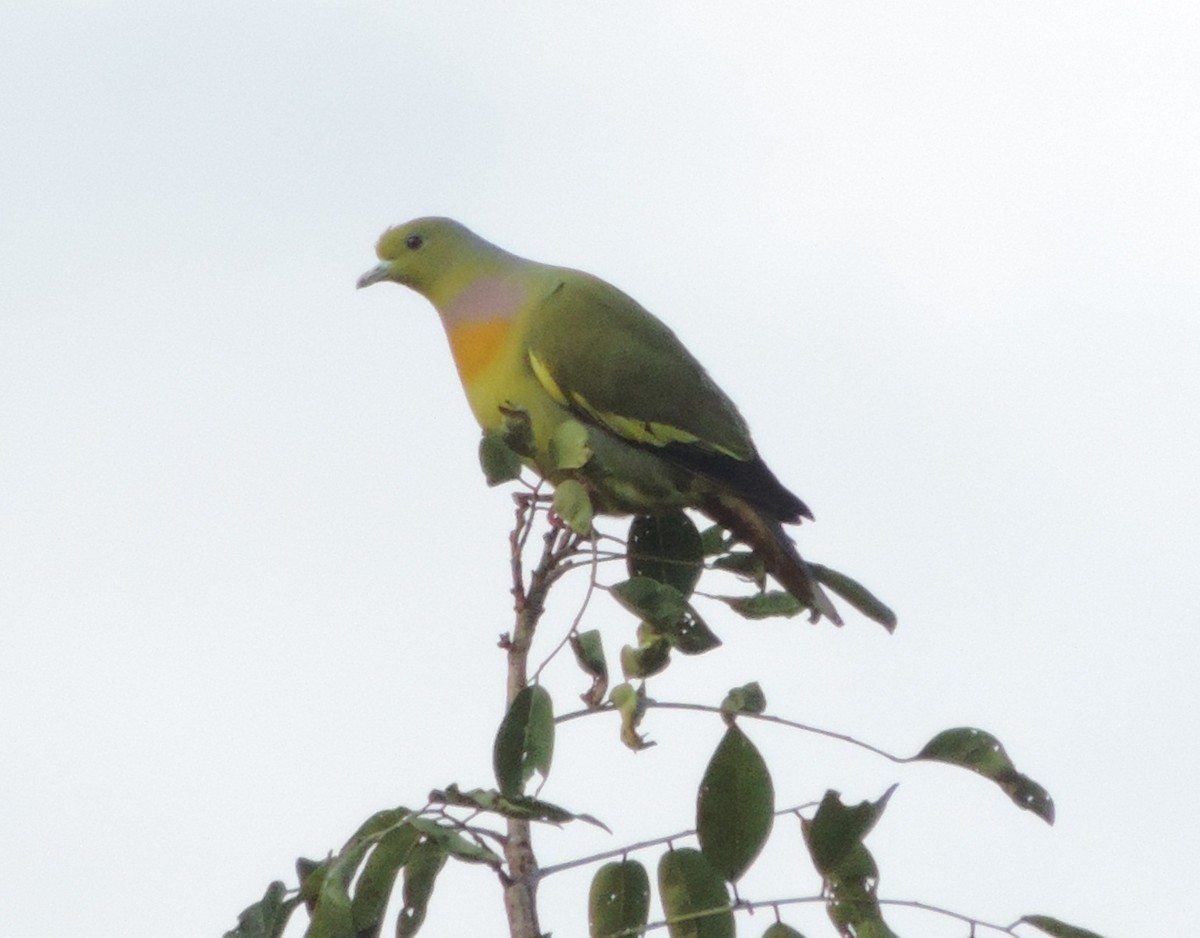 Orange-breasted Green-Pigeon - ML76084791