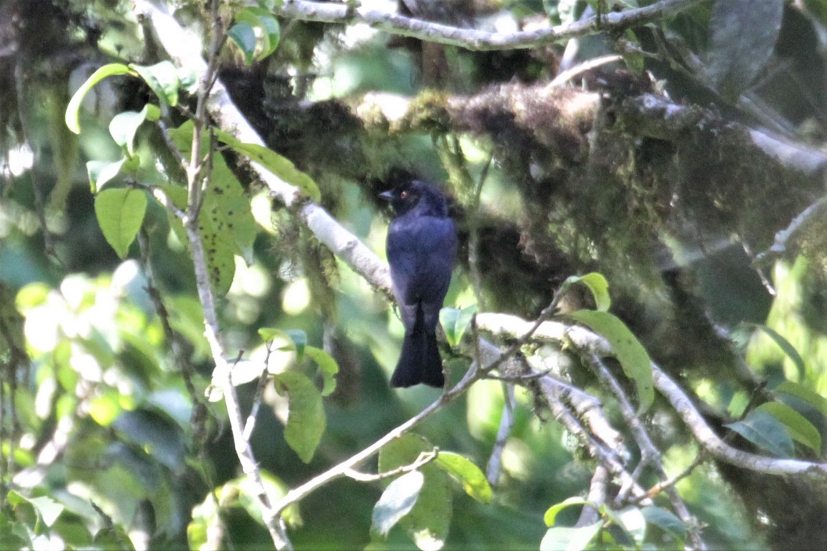 Square-tailed Drongo - ML76085191