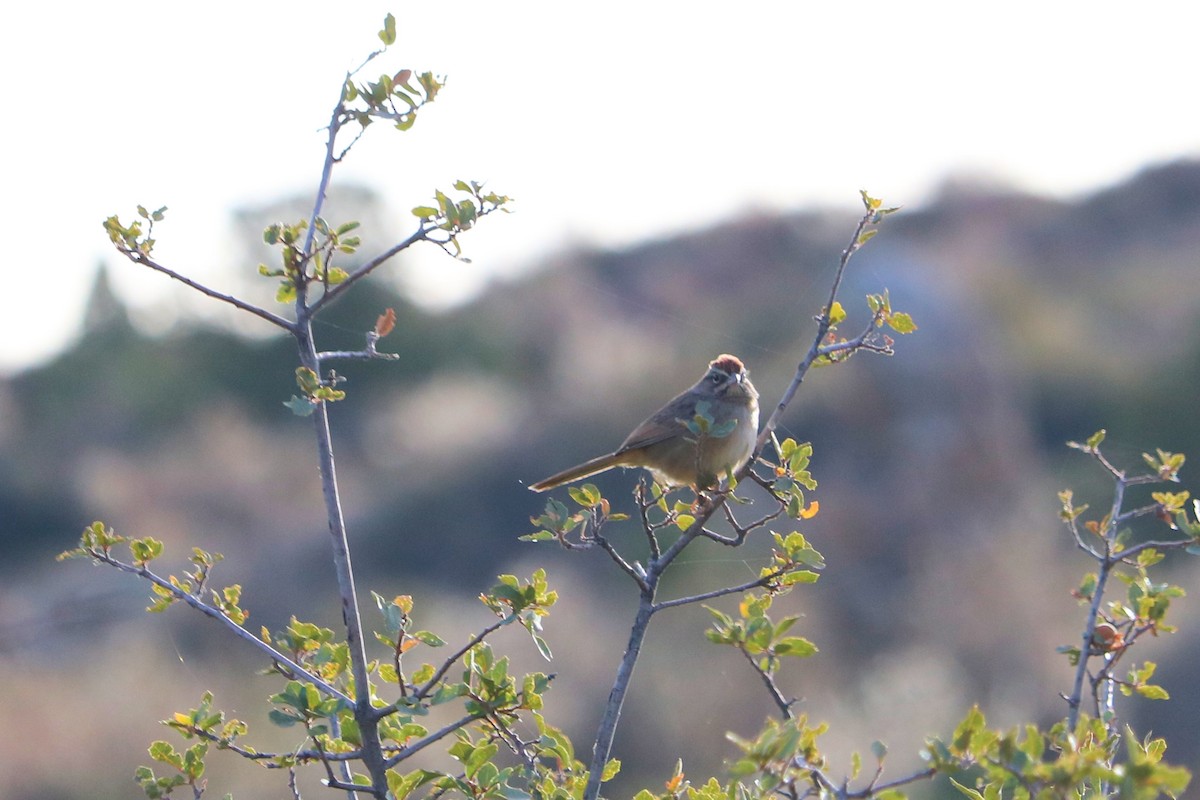 Rufous-crowned Sparrow - Susan Drown