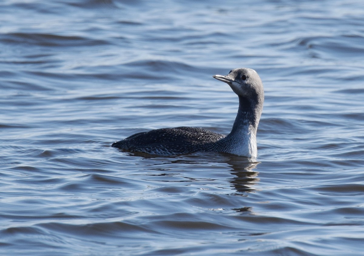 Red-throated Loon - ML76087771