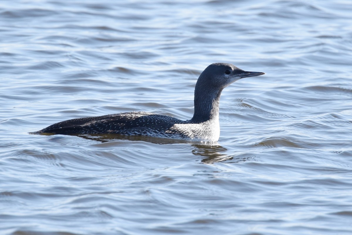 Red-throated Loon - ML76087781