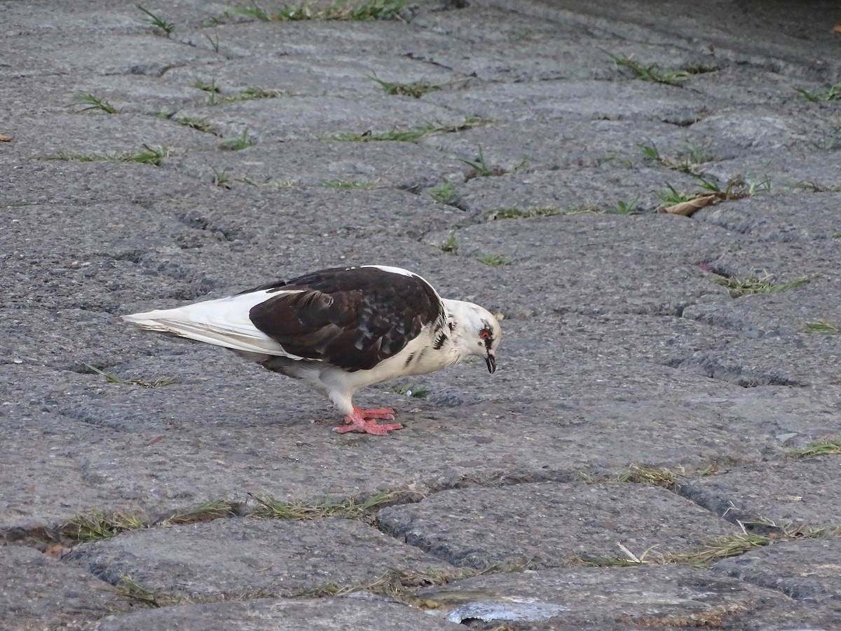 Rock Pigeon (Feral Pigeon) - ML76088171