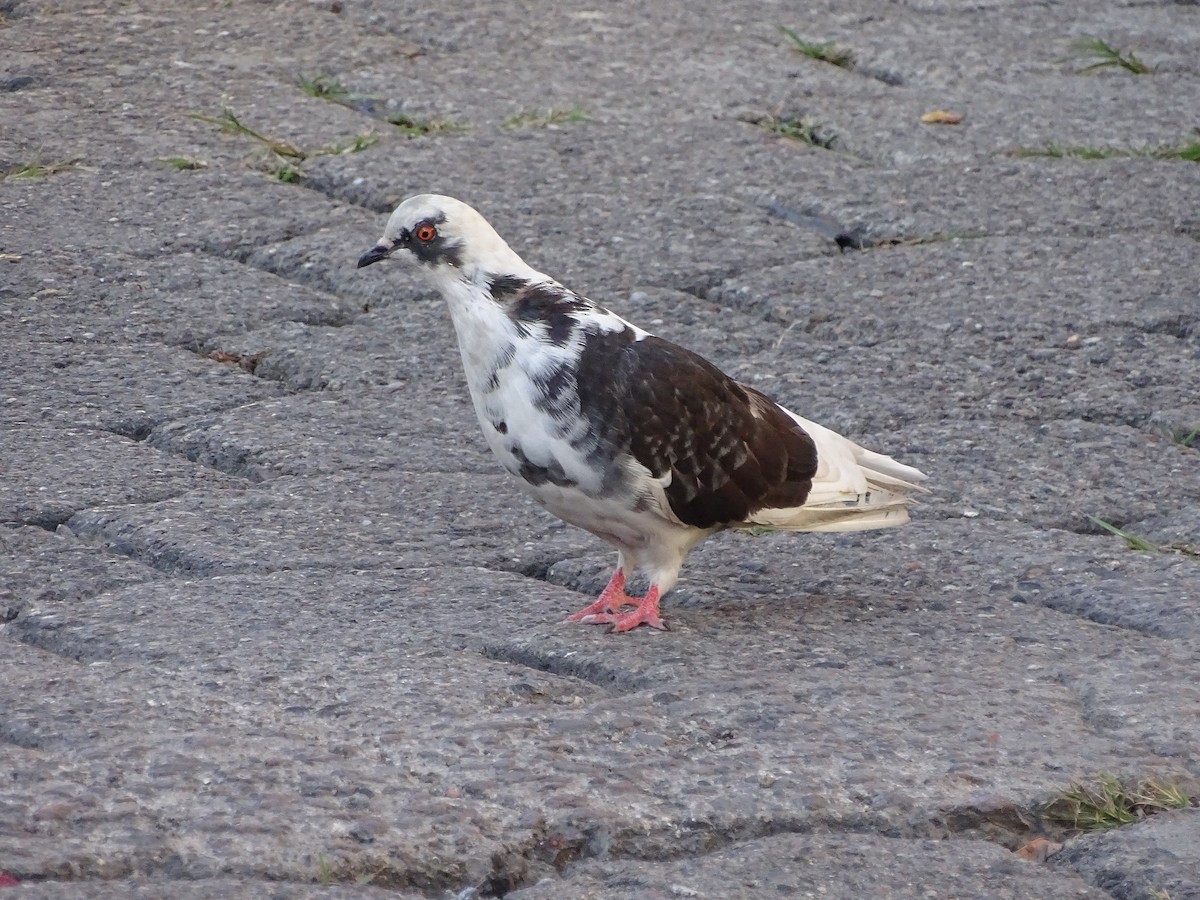 Rock Pigeon (Feral Pigeon) - ML76088191