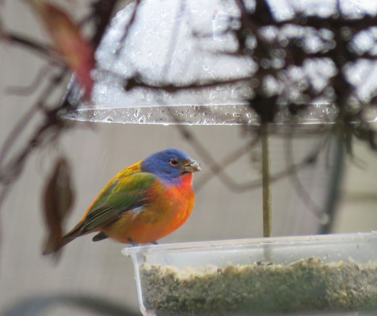 Painted Bunting - ML76088211