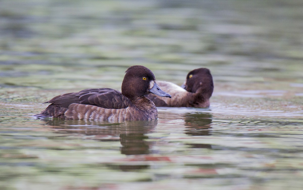 Tufted Duck - ML76088741