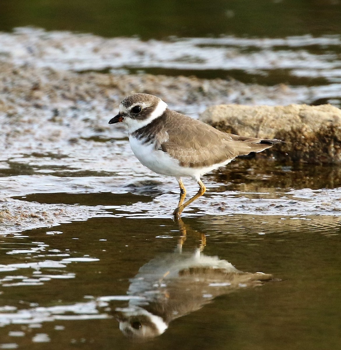 Semipalmated Plover - Ann Vaughan