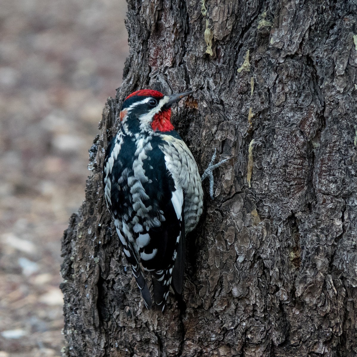 Red-naped Sapsucker - Chris Agee