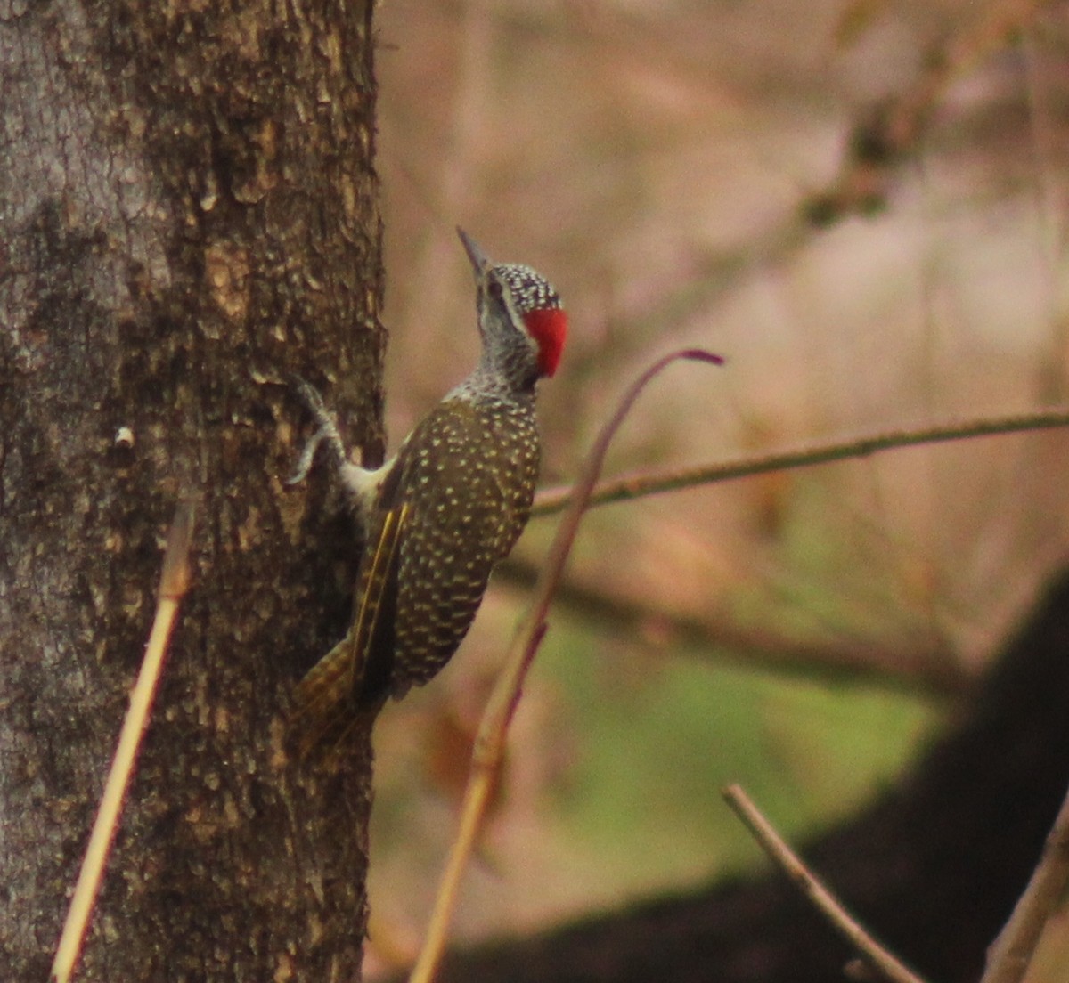 Nubian Woodpecker - ML76092631
