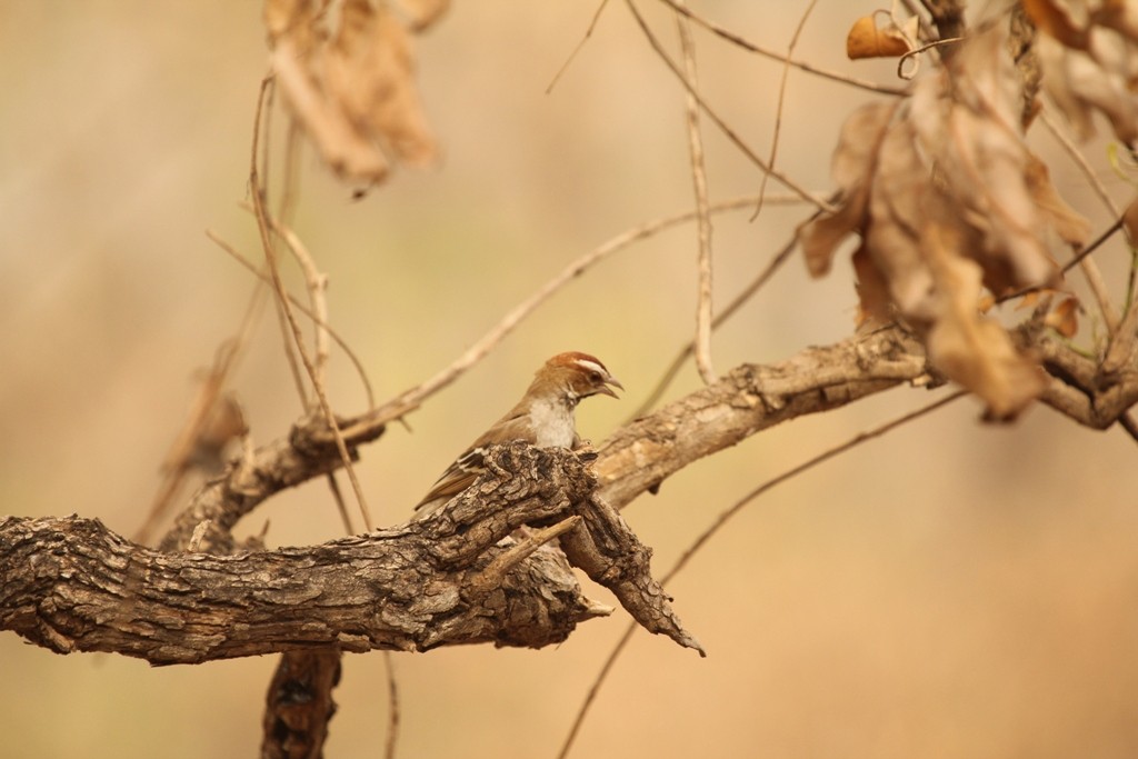 Chestnut-crowned Sparrow-Weaver - ML76093491