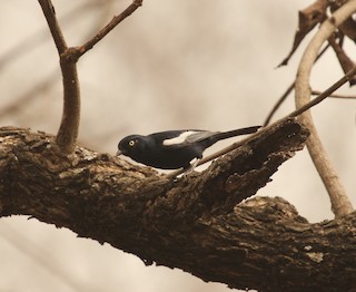 White-shouldered Black-Tit - Melaniparus guineensis - Birds of the World