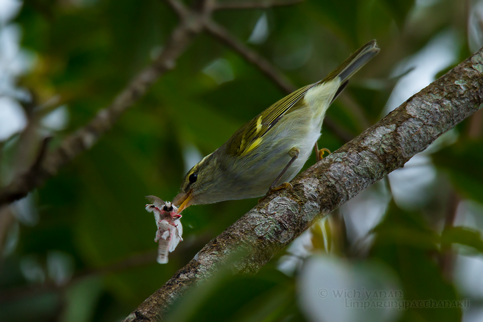 Davison's Leaf Warbler - Wich’yanan Limparungpatthanakij