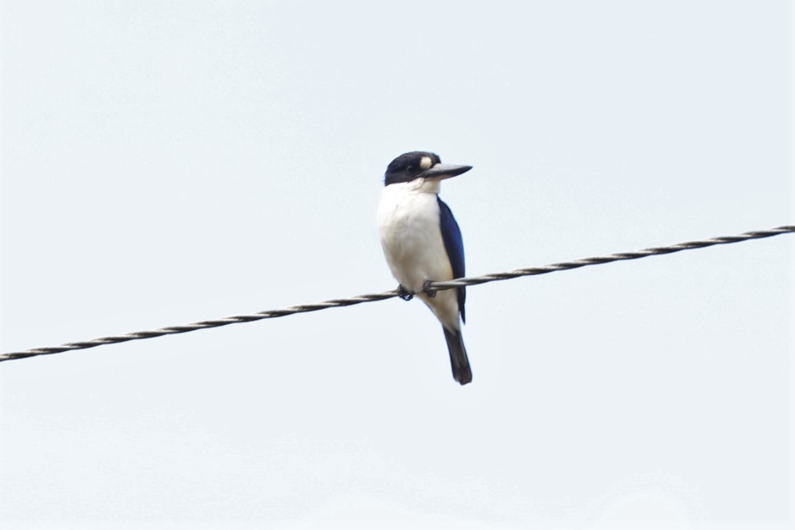 Forest Kingfisher - ML76093781