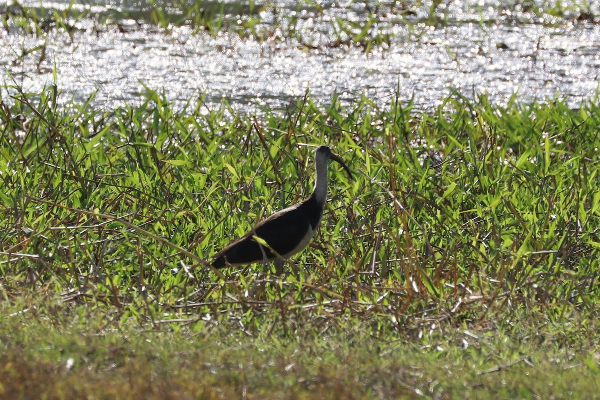 ibis slámokrký - ML76093951