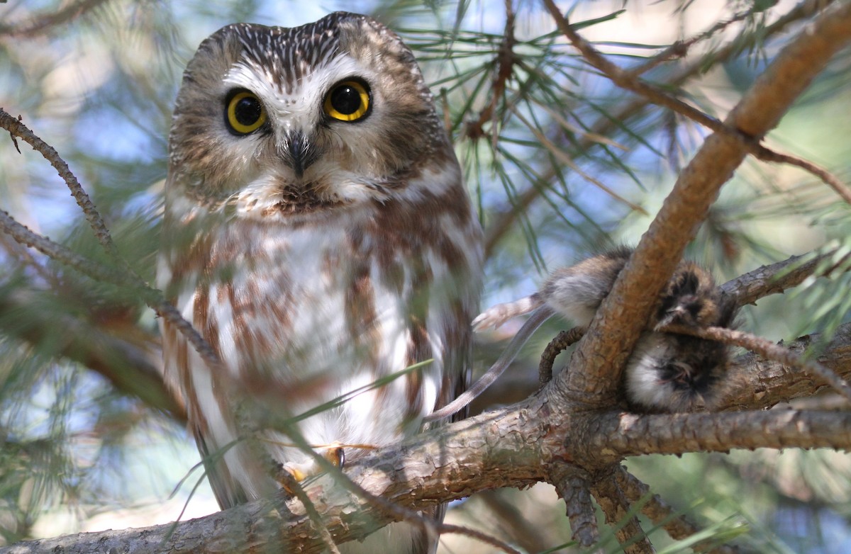 northern saw whet owl habitat