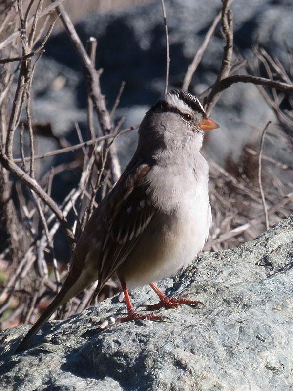 White-crowned Sparrow - ML76097201