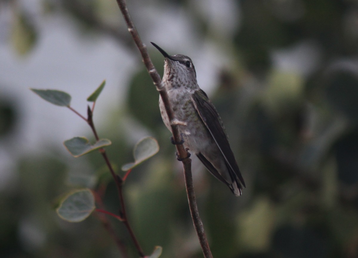 Anna's Hummingbird - ML76098861