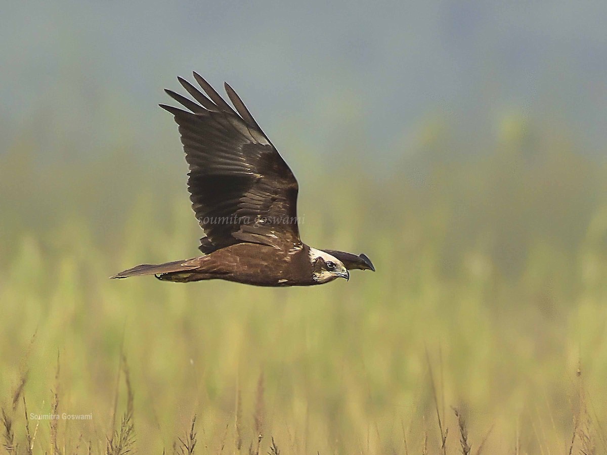 Western Marsh Harrier - Soumitra Goswami