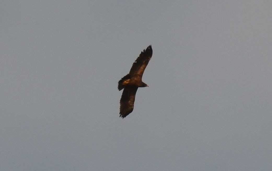 Lesser Spotted Eagle - Nuno Martins
