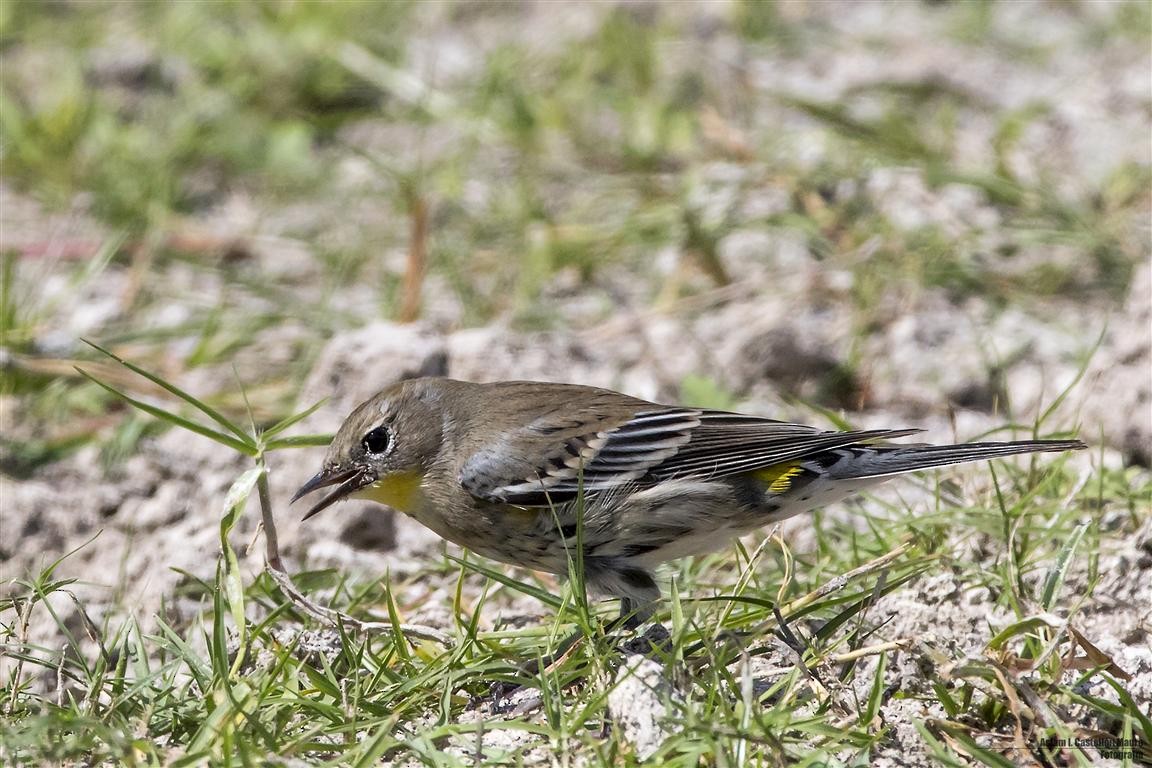 Yellow-rumped Warbler (Audubon's) - Aslam Ibrahim Castellón Maure