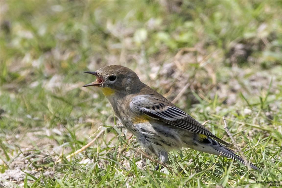 Yellow-rumped Warbler (Audubon's) - ML76100301