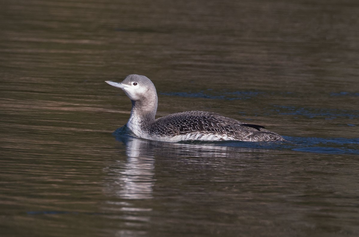 Red-throated Loon - ML76100701