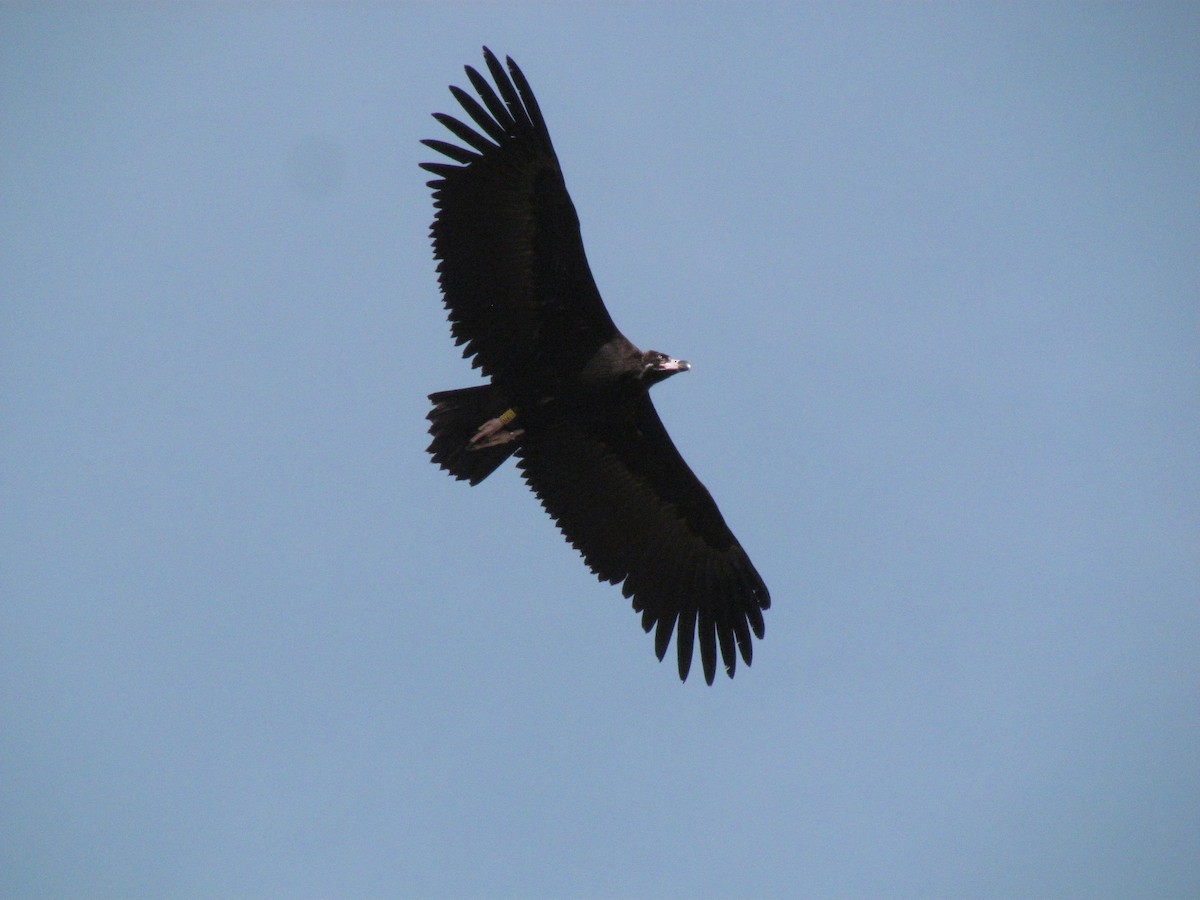 Cinereous Vulture - ML76103111