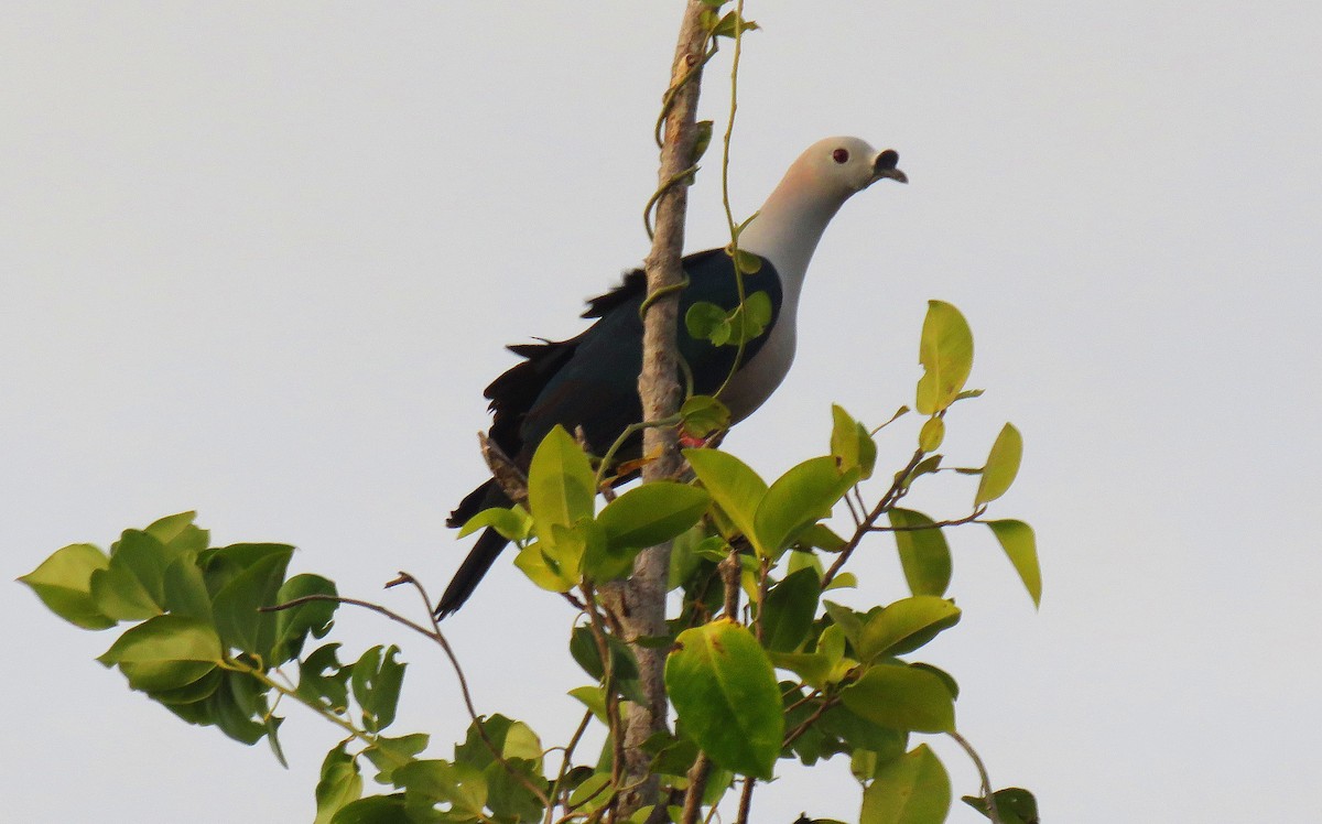 Spice Imperial-Pigeon - ML76106891
