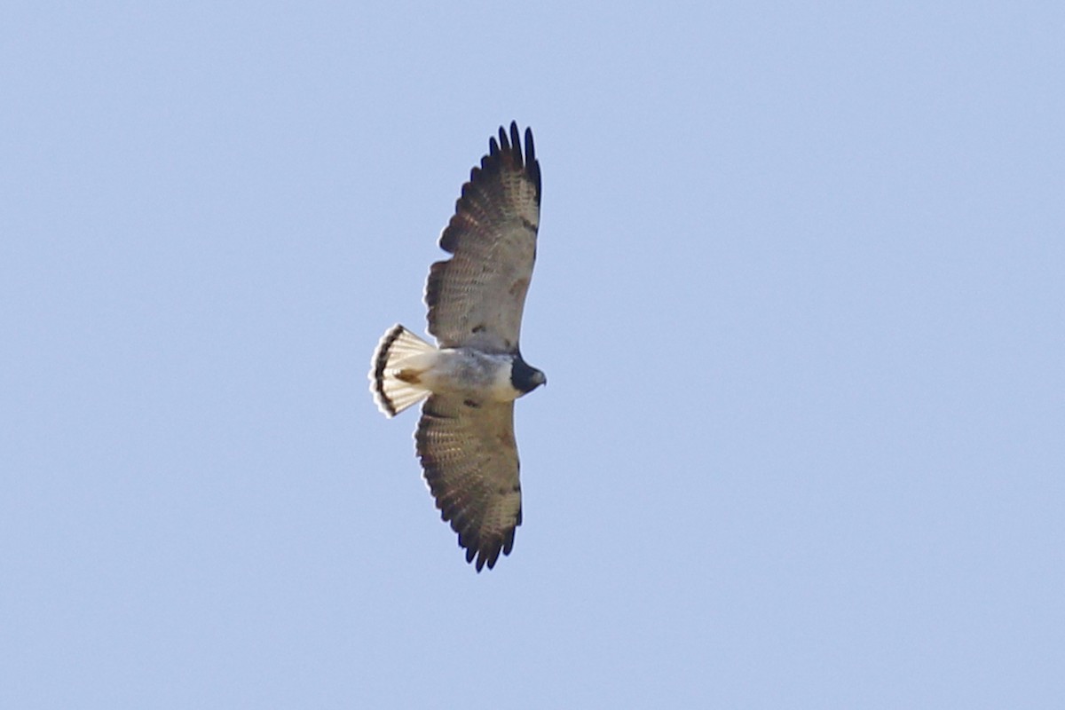 White-tailed Hawk - Donna Pomeroy