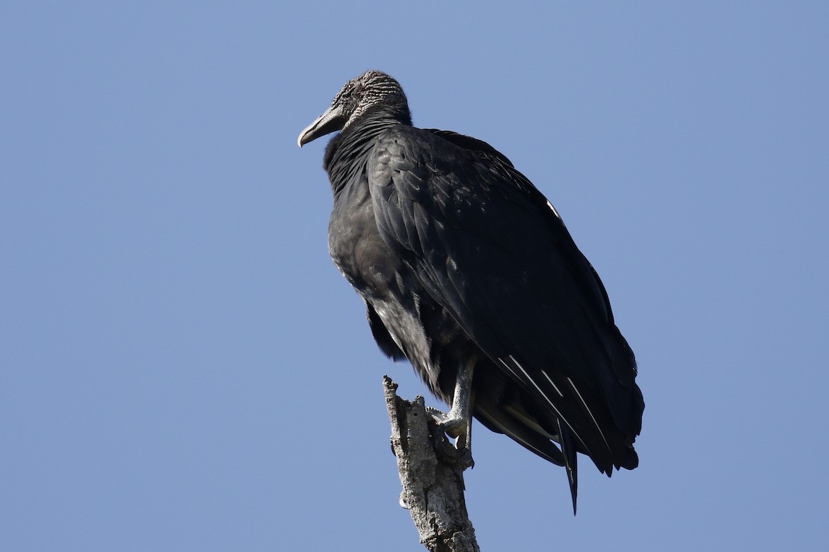 Black Vulture - Donna Pomeroy