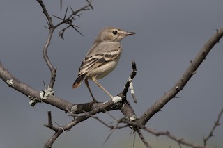  - Short-tailed Field Tyrant