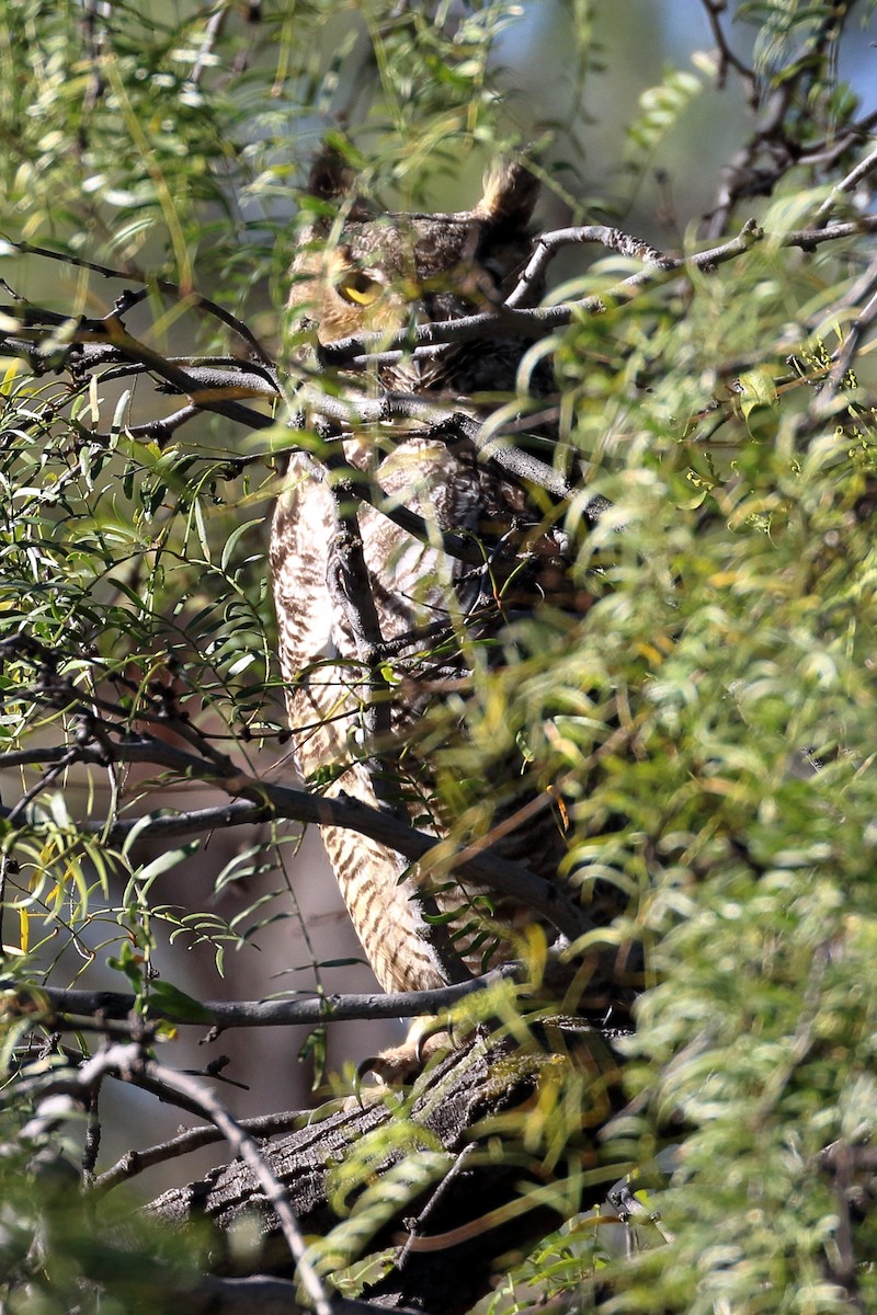Great Horned Owl - ML76110811