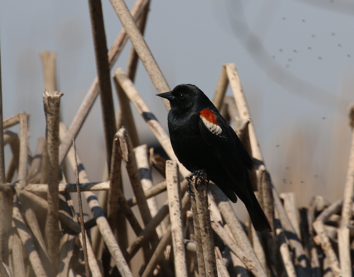Tricolored Blackbird - Pair of Wing-Nuts