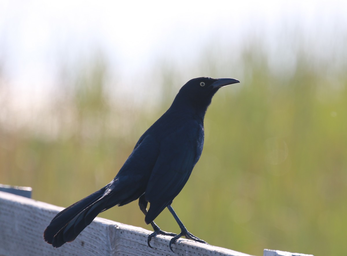 Great-tailed Grackle - ML76114451