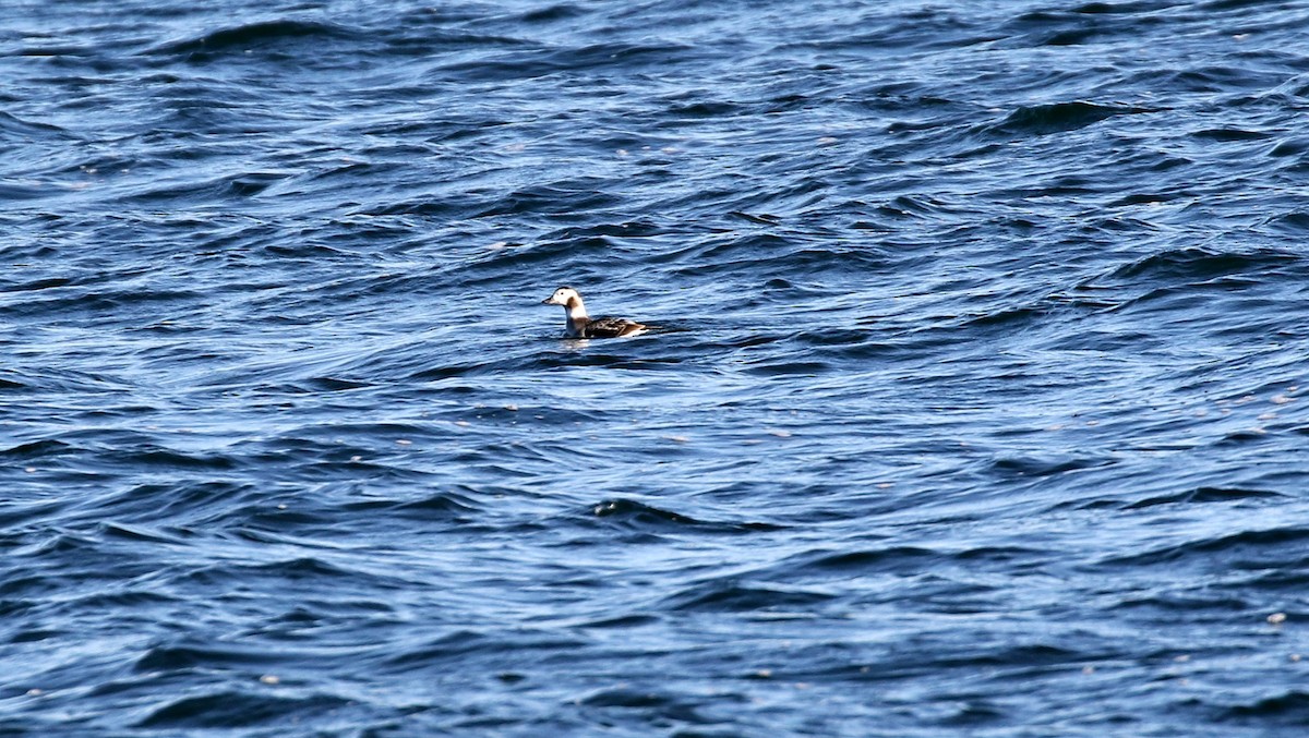 Long-tailed Duck - Kyle Gage