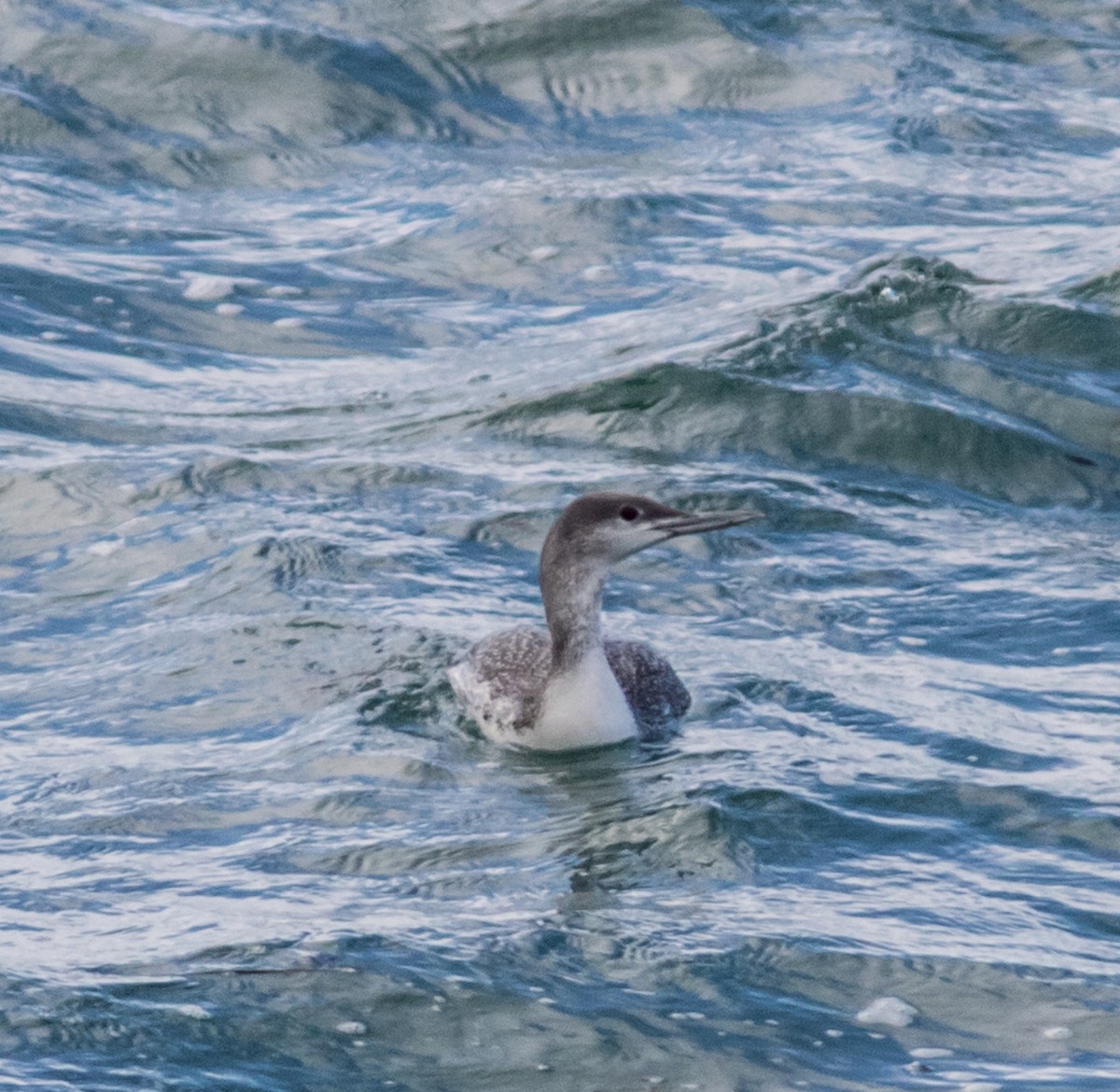 Red-throated Loon - Jeff Todoroff