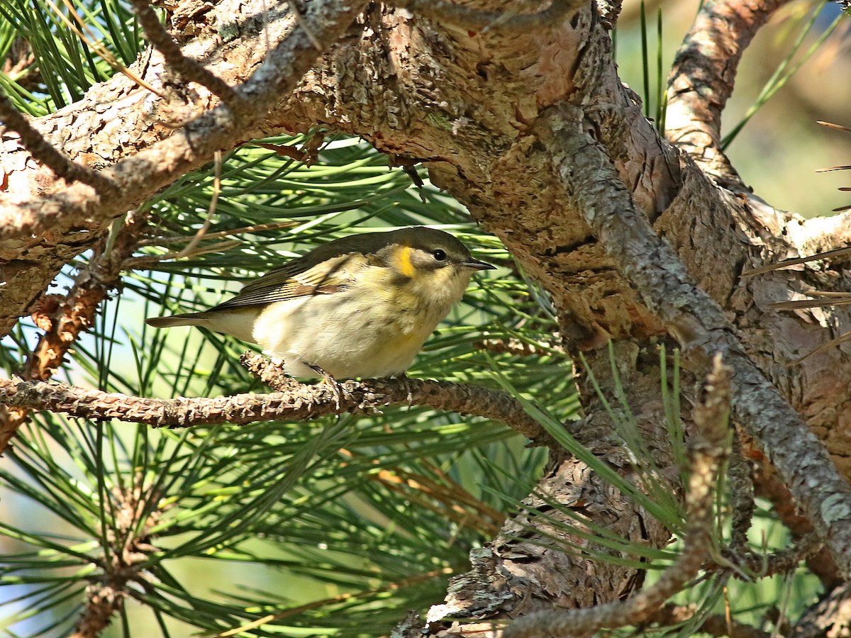 Cape May Warbler - ML76116561