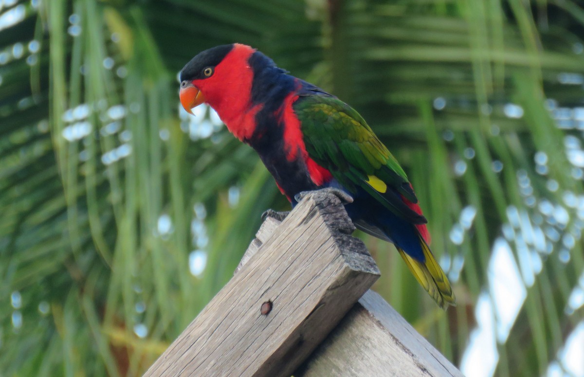 Black-capped Lory - Kathleen Keef