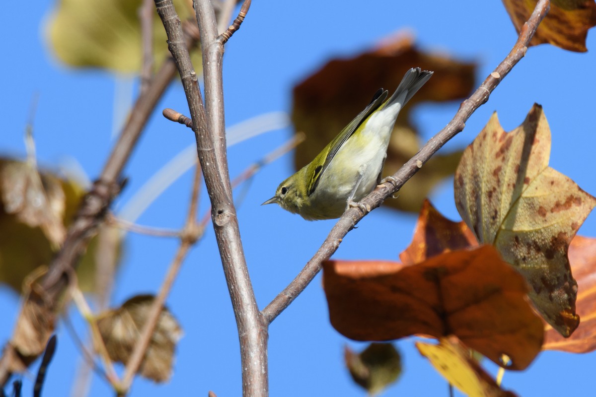 Tennessee Warbler - Andrew  Baxter