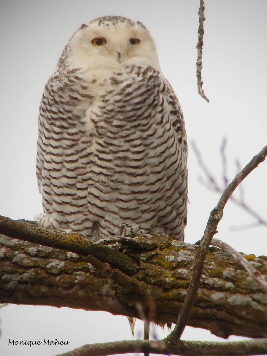 Snowy Owl - ML76121661