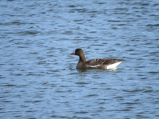 Greater White-fronted Goose, ML76122291