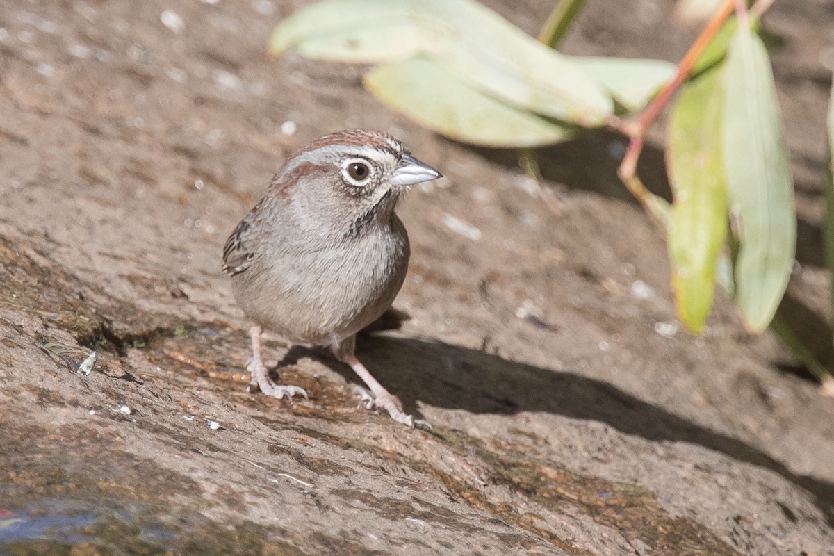 Rufous-crowned Sparrow - ML76122801