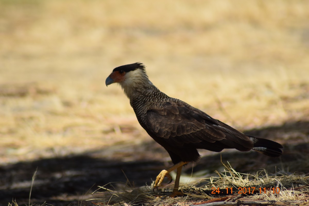 Crested Caracara (Southern) - ML76123131