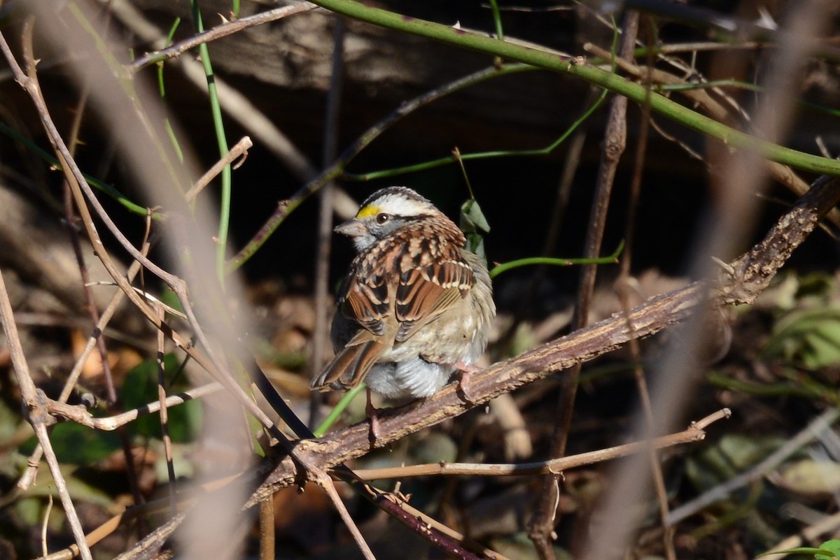 White-throated Sparrow - ML76127971