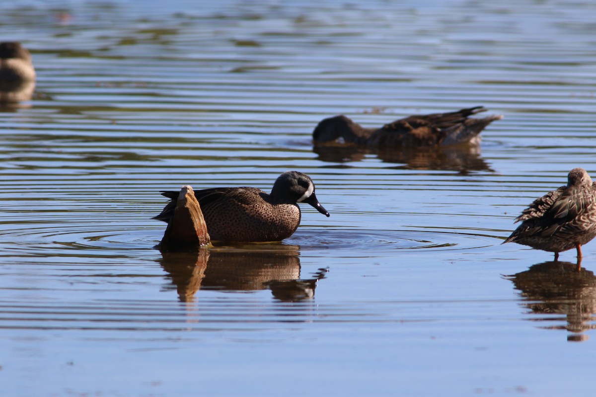 Blue-winged Teal - ML76128281