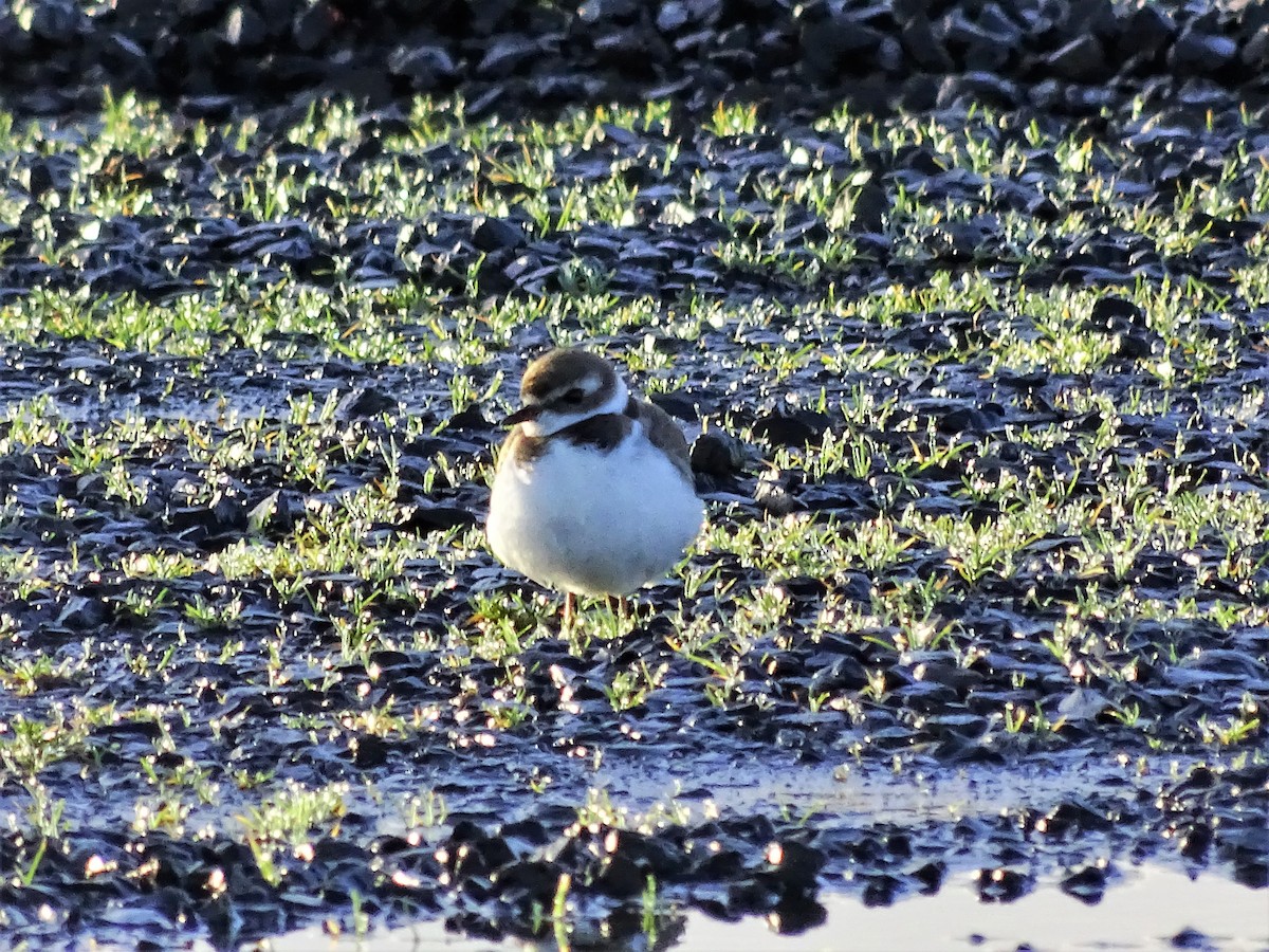 Semipalmated Plover - Team Ona