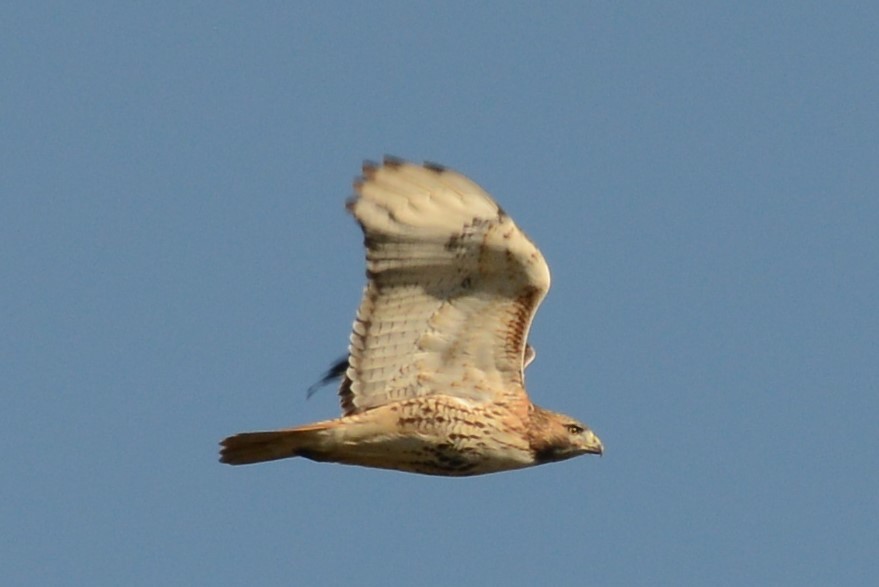 Red-tailed Hawk - ML76128821