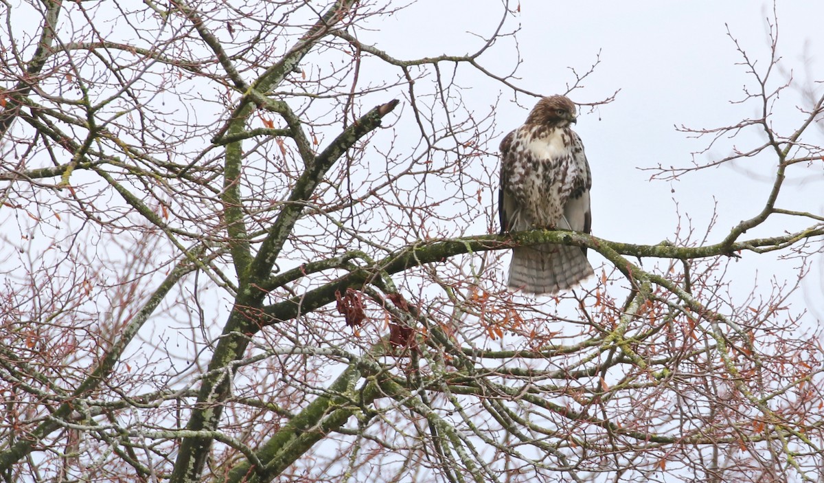 Red-tailed Hawk - ML76133831