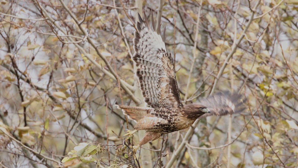 Red-tailed Hawk - ML76133901