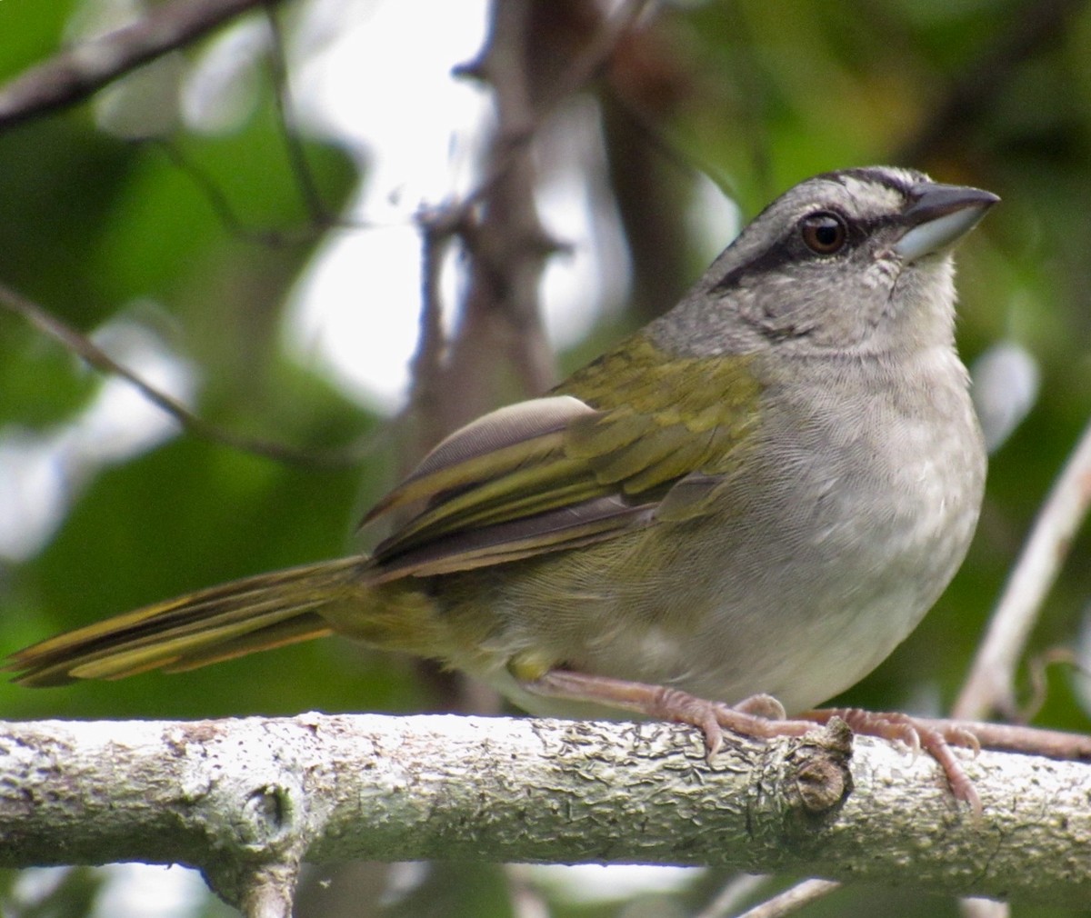 Green-backed Sparrow - ML76134851